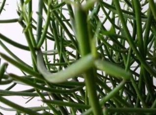 Mudas de Avelóz - Planta Medicinal Eficaz