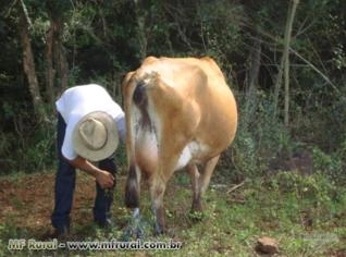 Novilhas e Vacas Leiteiras de Qualidade em Ampére