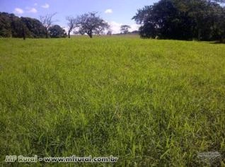 Feno de Tífton 85 Tipo A e B - Fardos de 90cm, 10-11kg