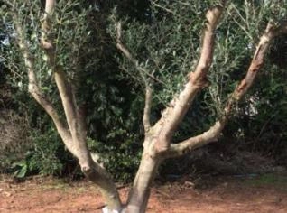 Oliveiras para Jardinagem - Olea europaea
