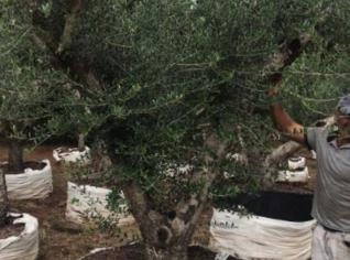 Oliveiras Ornamentais para Jardinagem