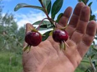 Araçá - Psidium cattleianum para Jardinagem