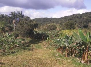 Chácara com Casa e Plantação de Banana em Miracatu - SP