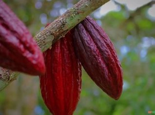 Cacau Premium do Sul da Bahia