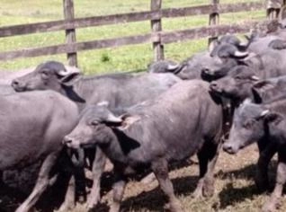 Bezerros Búfalos - 40 Unidades em Campos Altos - MG