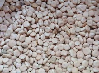 Feijão-de-porco em Sete Quedas