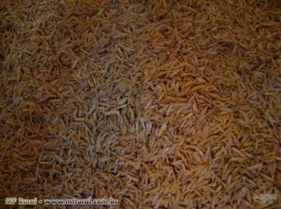Casca de Arroz à Venda - Uberaba, MG
