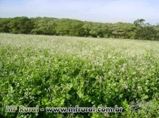 Nabo Forrageiro - Adubação Verde Eficiente