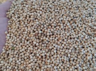 Crambe para Plantio - Óleo - Formosa, GO
