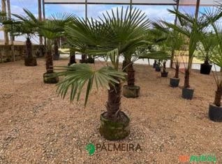 Palmeira Trachycarpus Fortunei N°02 com Tronco de 50-60cm para Paisagismo