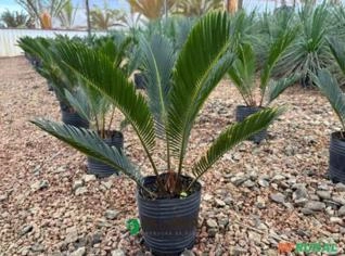 Cyca Revoluta N°0 - Planta de Grande Porte para Atacado e Revenda