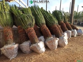 Mudas de Cyca Híbrida Robustas e Sofisticadas