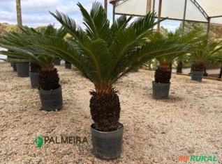 Cyca Revoluta 19-22 cm - Planta Ornamental