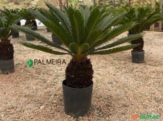 Cycas Revoluta 35-39cm - Planta Ornamental