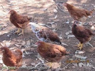 Frangas Poedeiras Avifran - Alta Produção