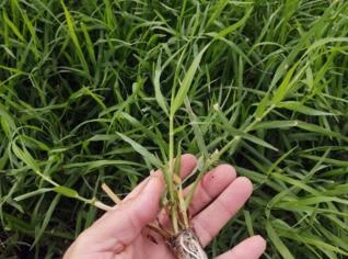 Mudas de Tifton 85 - Qualidade e Resistência