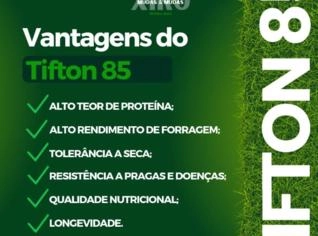 Mudas de Tifton 85 - Qualidade e Resistência