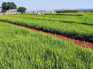 Mudas de Grama Jiggs de Alta Qualidade