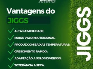 Mudas de Grama Jiggs de Alta Qualidade