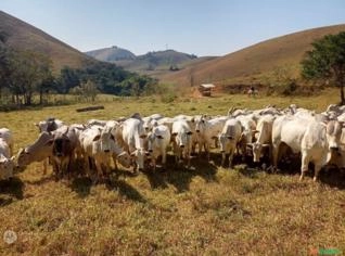 Novilhas Nelore à Venda - Animais com Prenhez Confirmada