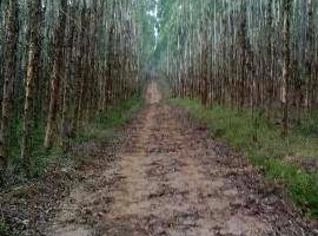 Compra de Eucalipto e Pinus em São Roque