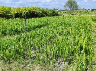 Mudas de Coco Anão Verde a partir de R$8,00