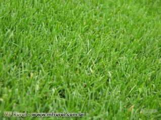Grama Bermuda Numex Sahara - Sementes de Alta Qualidade