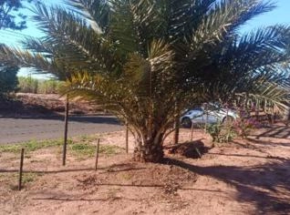 Tamareira - 1,5 a 2,5 m
