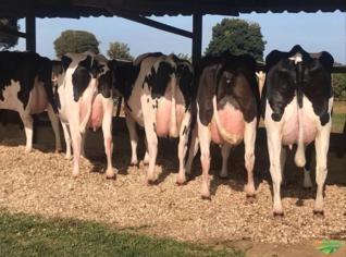 Novilhas e Vacas Girolando de Alta Genética