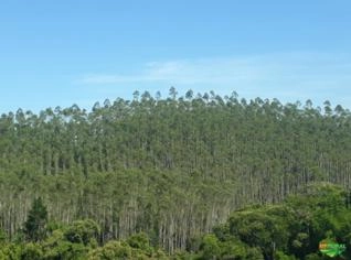 Floresta de Eucalipto com 22.000 Pés, 10 Anos