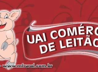 Leitões para Engorda de 10 a 12 kg em Pouso Alegre