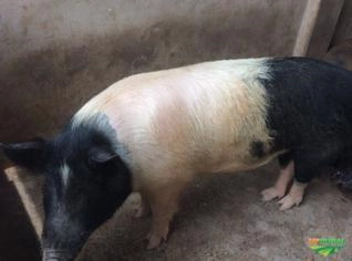 Porco gordo e leitão caipira em Campo Grande - MS