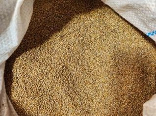 Milheto em Bag MT - Semente Adr300 para Plantio