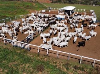 Fazenda para Pecuária em MS - 157 Alqueires