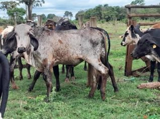 Novilhas Leiteiras em Capão Seco (MS) - Aptidão Leiteira