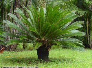 CICA (Cycas revoluteo) Planta Ornamental Exótica