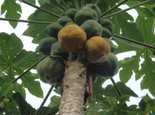 Mamão Papaya Fresco - Unidade