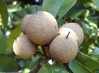 Sapoti (Manikara Zapota) - Fruto Tropical Rico em Vitamina C