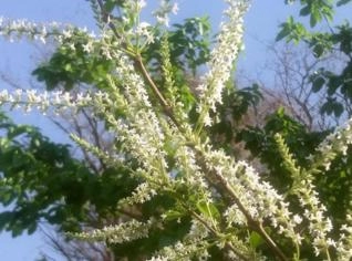 Lixeira (Aloysia virgata) - Pequena Árvore para Chás e Temperos
