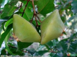 Cambuci (Campomanesia phaea) - Árvore Frutífera e Ornamental