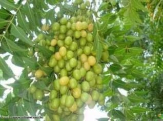 Nim (Azadirachta indica) - Árvore da Vida