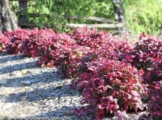 Nandina Doméstica - Planta Ornamental Versátil