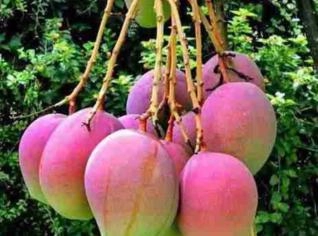 Manga Rosa (Mangifera Indica) Aromática e Tradicional