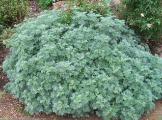 Losna - Artemisia absinthium para saúde e bem-estar
