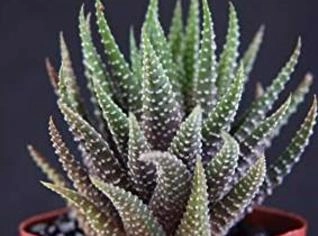 Zebra (Haworthia fasciata) - Suculenta Rústica