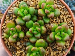 Sedum lucidum - Planta suculenta com flores brancas