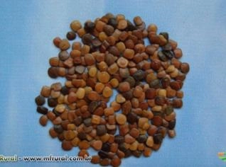 Sansão do Campo (Fabaceae) - Planta Espinhenta