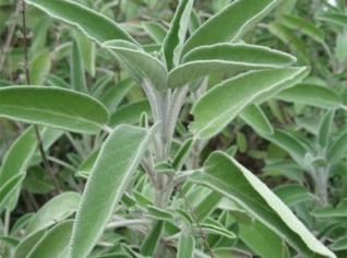 Salvia Officinalis (Erva Aromática)