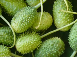 Maxixe (Cucumis anguria) - Fruto Fresco e Natural
