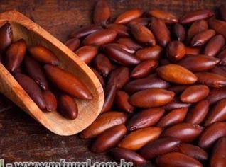 Barú (Dipteryx alata) - Fruto Nutritivo e Aromático